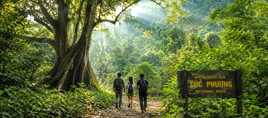 Ancient Rainforest in Cuc Phuong National Park Ancient tropical rainforest and hiking trails in Cuc Phuong National Park near Ninh Binh, Vietnam
