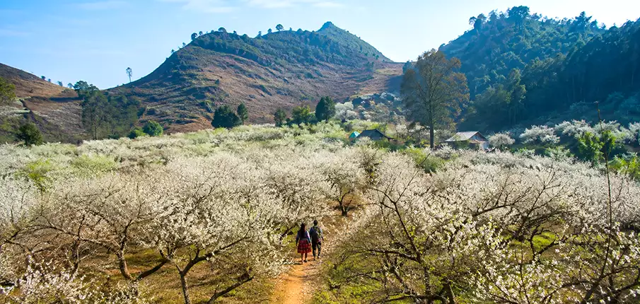 Blooming plum orchards in Na Ka Plum Valley near Moc Chau, Son La Province, northern Vietnam