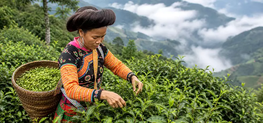 Woman picking Shan Tuyet tea in Ta Xua Vietnam